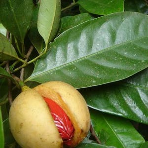 Puede incluir: Un fruto de nuez moscada cuelga de una rama con hojas ovaladas de color verde oscuro brillante. El fruto es redondo, de color amarillo p&aacute;lido y est&aacute; abierto, revelando un arilo rojo vibrante que cubre la semilla dura en su interior.