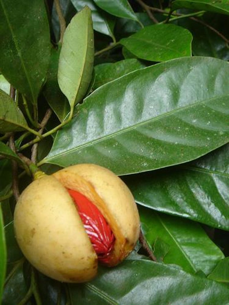 Puede incluir: Un fruto de nuez moscada cuelga de una rama con hojas ovaladas de color verde oscuro brillante. El fruto es redondo, de color amarillo p&aacute;lido y est&aacute; abierto, revelando un arilo rojo vibrante que cubre la semilla dura en su interior.