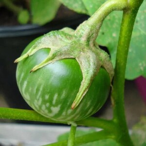 Más de 20 semillas de berenjena sin espinas, Solanum melongena, berenjena morada. imagen 7