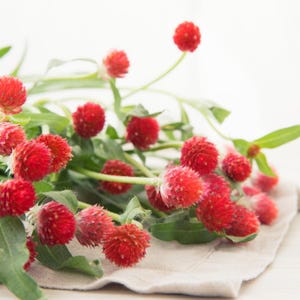 100+ Gomphrena Mixed Color Seeds, Globe Flower Mix, Garden Flower image 4