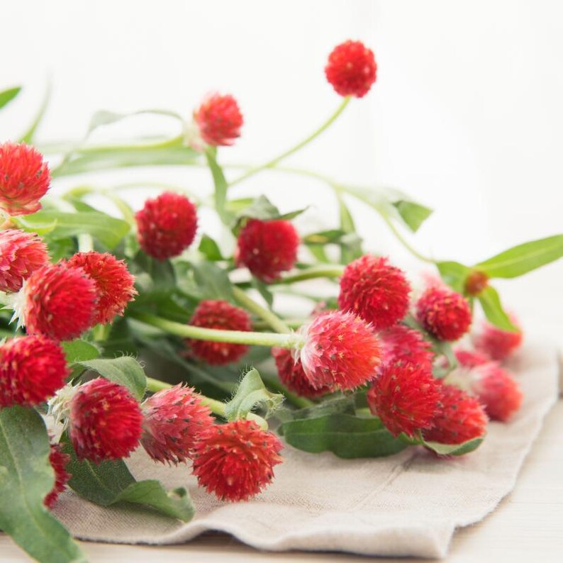 100+ Gomphrena Mixed Color Seeds, Globe Flower Mix, Garden Flower image 4