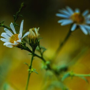 15+ Panicled Aster Seeds, Symphyotrichum lanceolatum, Lance-Leaved Wildflower image 10