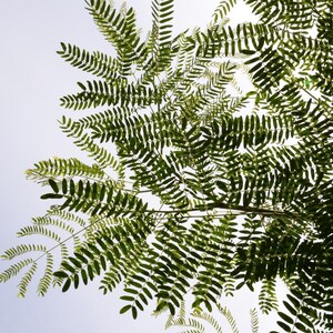 25-50 semi di Leucaena, Leucaena Leucocephala, Albero di piombo bianco, Subabul, Tamarindo selvatico, Semi di albero tropicale azotofissatore immagine 9