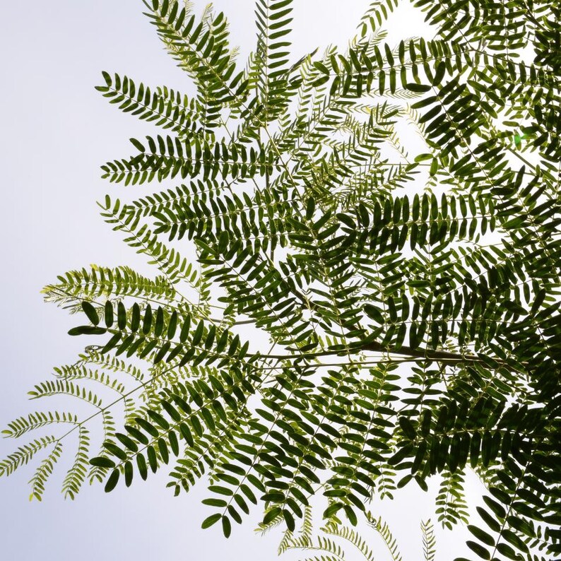 25-50 semi di Leucaena, Leucaena Leucocephala, Albero di piombo bianco, Subabul, Tamarindo selvatico, Semi di albero tropicale azotofissatore immagine 9