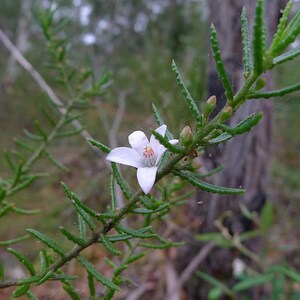 50-200 Samen der Strauchigen Stylosanthes (Stylosanthes scabra), einer Futterpflanzen-Leguminose Bild 10