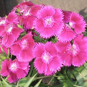 Über 100 Samen der Nelke 'Baby Doll', Dianthus chinensis, Chinesische Nelke, Baby Doll-Nelke, Duftende, mehrfarbige Blüten, Gartenblumensamen Bild 11