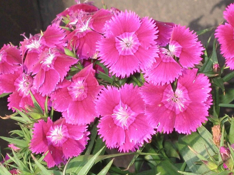 Über 100 Samen der Nelke 'Baby Doll', Dianthus chinensis, Chinesische Nelke, Baby Doll-Nelke, Duftende, mehrfarbige Blüten, Gartenblumensamen Bild 11