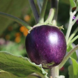 Puede incluir: Una berenjena redonda de color p&uacute;rpura intenso cuelga de un tallo verde, rodeada de grandes hojas verdes texturizadas. La piel de la verdura es lisa y brillante, reflejando la luz en su superficie, mientras la estructura de la planta es visible.