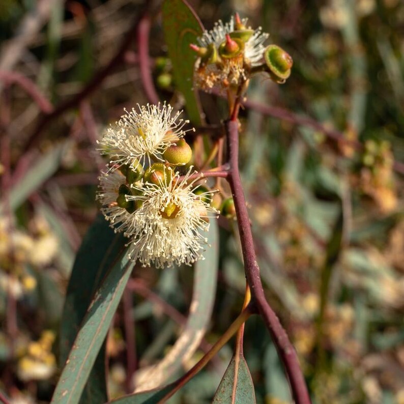 Más de 200 semillas de eucalipto rojo de bosque, Eucalyptus tereticornis, árbol de eucalipto de sombra imagen 9
