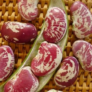 Pu&ograve; includere: Una collezione di fagioli di Lima essiccati con un distinto motivo maculato color magenta intenso e bianco crema. I fagioli sono ovali e a forma di rene, con uno di essi adagiato all'interno di un baccello lungo, curvo e verde chiaro.