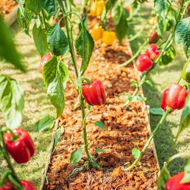 Más de 20 semillas de pimiento rojo dulce, Capsicum annuum, pimiento rojo, pimiento dulce suave. imagen 5