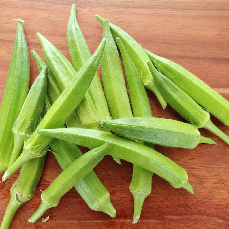 15+ Durgesh Nandani Okra Seeds, Abelmoschus esculentus, Bhindi, Indian Lady Finger image 2