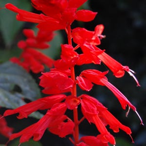 Pu&ograve; includere: Un vibrante stelo di salvia scarlatta con numerosi fiori tubolari disposti lungo un fusto centrale. I petali rosso brillante sono allungati e delicati, estendendosi verso l'esterno dal gambo, creando una densa composizione floreale verticale.