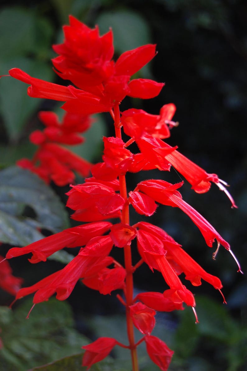 Pu&ograve; includere: Un vibrante stelo di salvia scarlatta con numerosi fiori tubolari disposti lungo un fusto centrale. I petali rosso brillante sono allungati e delicati, estendendosi verso l'esterno dal gambo, creando una densa composizione floreale verticale.
