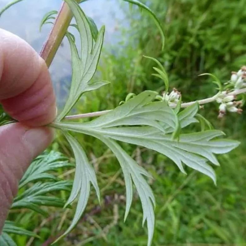 Über 200 Samen des Gemeinen Beifußes (Artemisia vulgaris), einer wilden, aromatischen Pflanze Bild 7