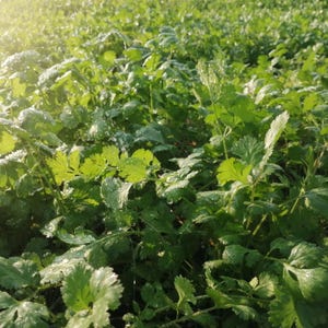 150+ Coriander Seeds, Coriandrum sativum, Cilantro Herb, Kinza image 1