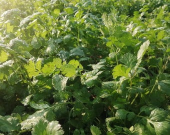 Über 150 Koriandersamen, Coriandrum sativum, Korianderkraut, Kinza