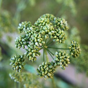 Oltre 300 semi di prezzemolo italiano a foglia piatta, Petroselinum crispum, prezzemolo italiano, erba aromatica immagine 7