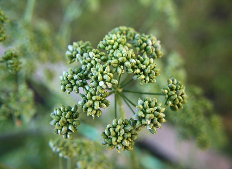 Oltre 300 semi di prezzemolo italiano a foglia piatta, Petroselinum crispum, prezzemolo italiano, erba aromatica immagine 7