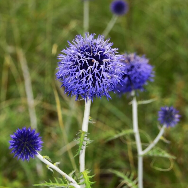 Más de 100 semillas de cardo globo, Echinops sphaerocephalus, flor esférica azul. imagen 1