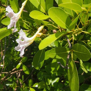 30 à 60 graines de Tabebuia rosea (arbre à trompettes roses), graines d'arbre à trompettes roses image 3