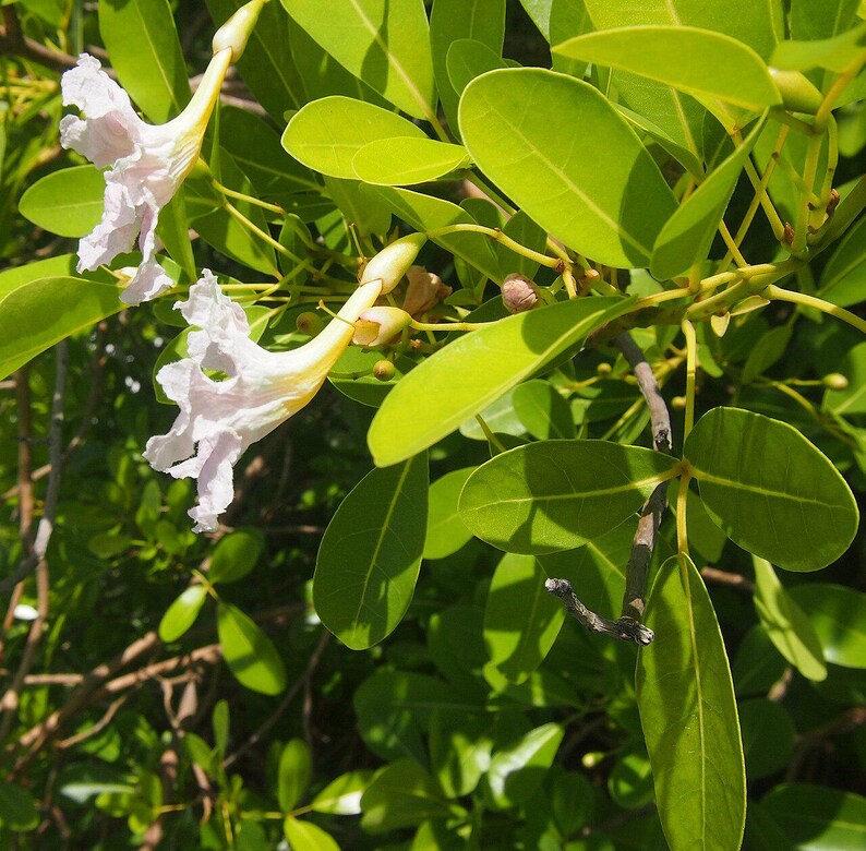 30 à 60 graines de Tabebuia rosea (arbre à trompettes roses), graines d'arbre à trompettes roses image 3