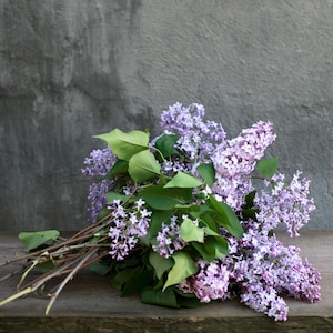 20-50 semillas de lila china, Syringa chinensis, arbusto de flores moradas imagen 8