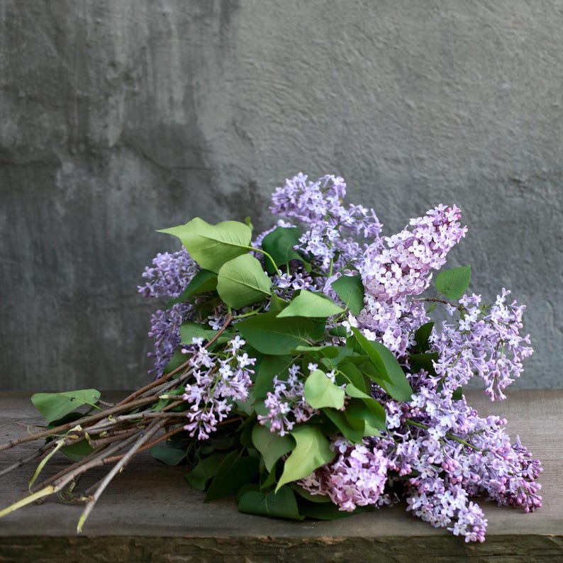 20-50 semillas de lila china, Syringa chinensis, arbusto de flores moradas imagen 8