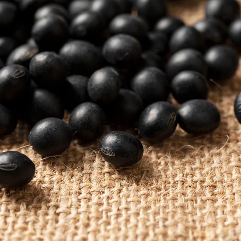 Más de 10 semillas de soja Kala Bhatt, Glycine max, soja negra del Himalaya, Pahari Bhatt imagen 1