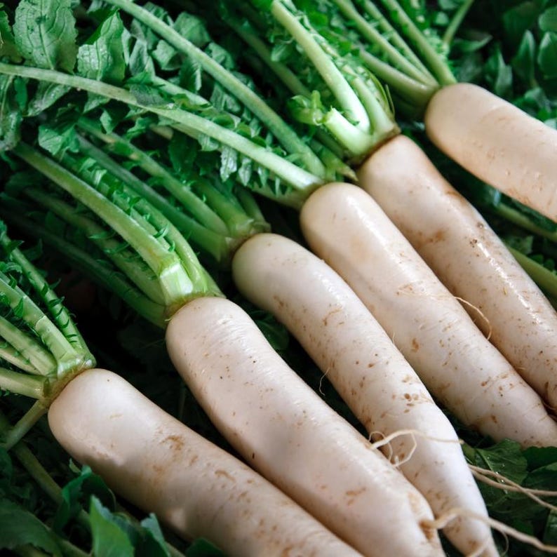 Oltre 100 semi di ravanello bianco (ravanello daikon), Raphanus sativus, Crucifere immagine 2