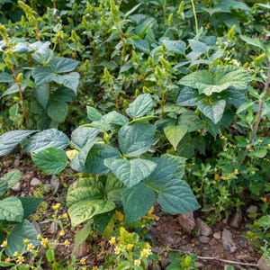 May include: A garden bed featuring green bean plants with broad, trifoliate leaves and small yellow flowers. The plants are growing in soil with small rocks, interspersed with thin, upright stalks of amaranth and small white flowering weeds.