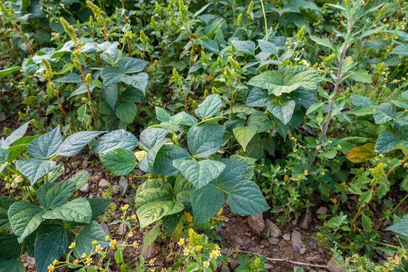 May include: A garden bed featuring green bean plants with broad, trifoliate leaves and small yellow flowers. The plants are growing in soil with small rocks, interspersed with thin, upright stalks of amaranth and small white flowering weeds.