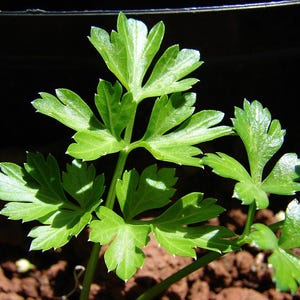 Oltre 300 semi di prezzemolo italiano a foglia piatta, Petroselinum crispum, prezzemolo italiano, erba aromatica immagine 2