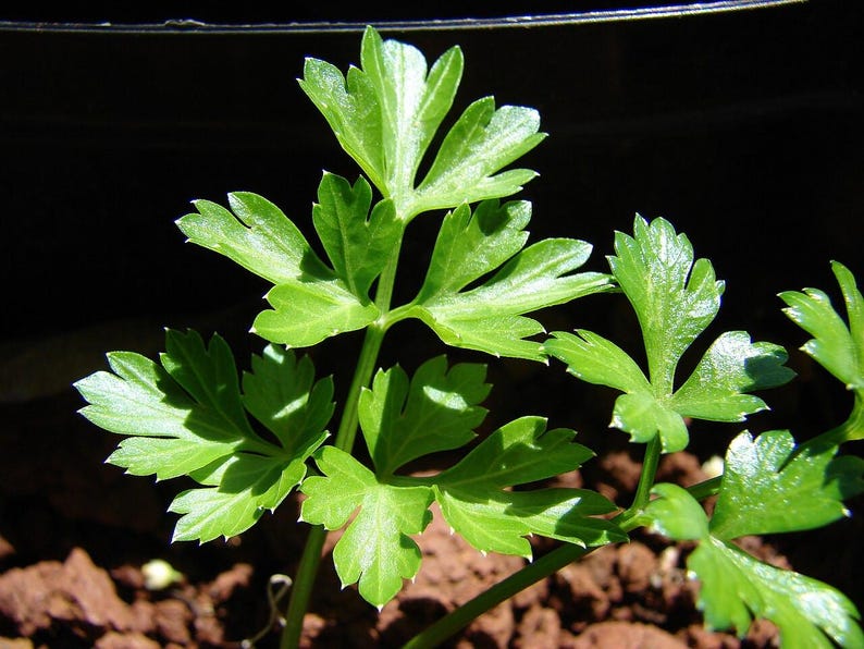 Oltre 300 semi di prezzemolo italiano a foglia piatta, Petroselinum crispum, prezzemolo italiano, erba aromatica immagine 2