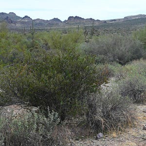 5-10 Jojoba Seeds, Simmondsia Chinensis, Jojoba Plant, Jojoba Shrub, Desert Oilseed Plant Seeds image 13
