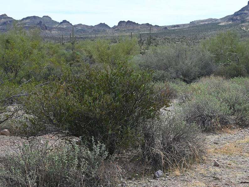 5-10 Jojoba Seeds, Simmondsia Chinensis, Jojoba Plant, Jojoba Shrub, Desert Oilseed Plant Seeds image 13