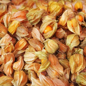 Más de 30 semillas de uchuva, Physalis peruviana, grosella del Cabo, fruto amarillo imagen 5