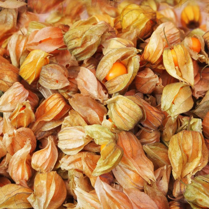 Más de 30 semillas de uchuva, Physalis peruviana, grosella del Cabo, fruto amarillo imagen 5