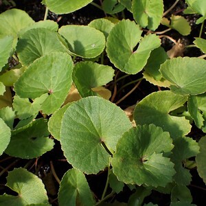 50-100 semillas de Gotu Kola, Centella Asiática, Pennywort Asiática, Pennywort India, Brahmi, semillas de hierbas imagen 6