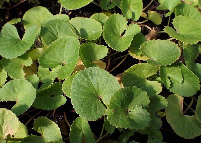 50-100 semillas de Gotu Kola, Centella Asiática, Pennywort Asiática, Pennywort India, Brahmi, semillas de hierbas imagen 6