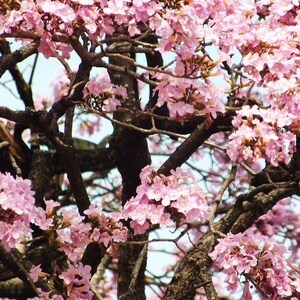 30 à 60 graines de Tabebuia rosea (arbre à trompettes roses), graines d'arbre à trompettes roses image 7
