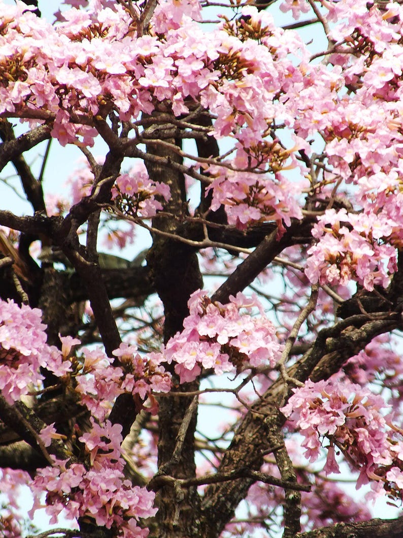 30 à 60 graines de Tabebuia rosea (arbre à trompettes roses), graines d'arbre à trompettes roses image 7
