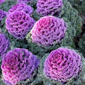 100+ Ornamental Flowering Kale Seeds, Brassica oleracea, Decorative Garden Plant image 1