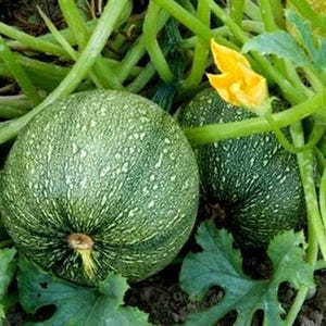 15+ Chappan Kaddu frön, Cucurbita pepo, indisk zucchini, sommarsquash bild 11