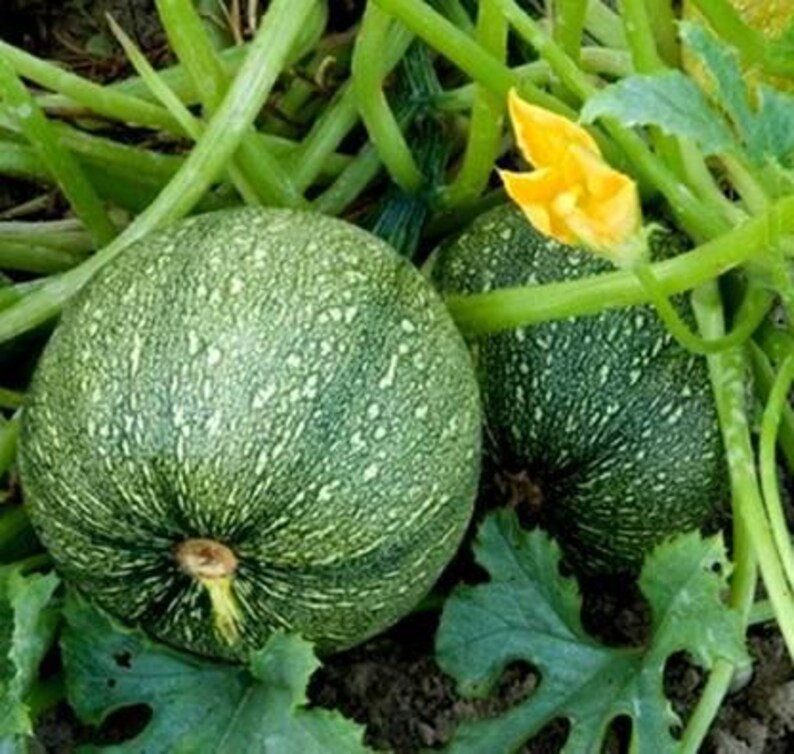 15+ Chappan Kaddu frön, Cucurbita pepo, indisk zucchini, sommarsquash bild 11