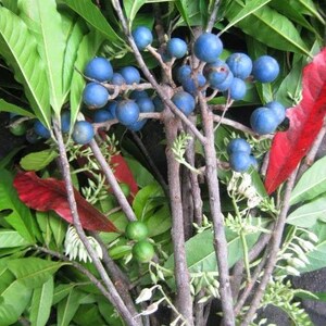 Puede incluir: Un racimo de bayas redondas y azules unidas a tallos le&ntilde;osos y delgados de color marr&oacute;n. La planta presenta hojas verdes alargadas, algunos peque&ntilde;os capullos de flores blancas y unas pocas hojas rojas entre el follaje y las ramas.
