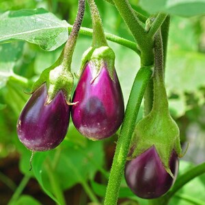 100+ Small Cluster Brinjal Seeds, Solanum melongena, Purple Cluster Eggplant, Indian Brinjal image 3