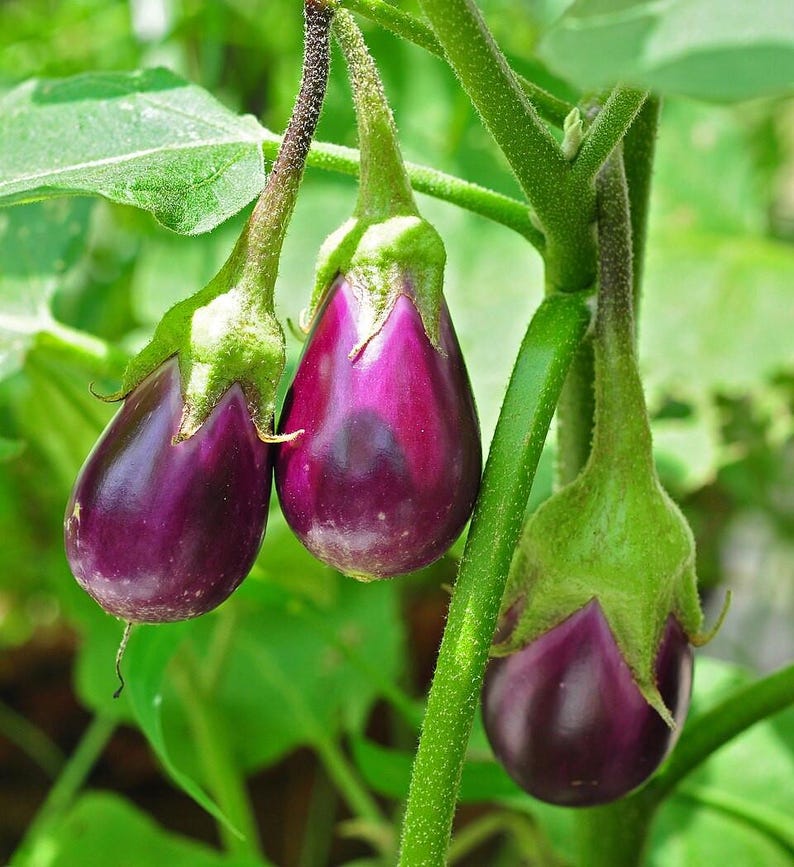 100+ Small Cluster Brinjal Seeds, Solanum melongena, Purple Cluster Eggplant, Indian Brinjal image 3