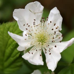 Peut inclure: Une fleur de m&ucirc;rier blanche unique avec cinq p&eacute;tales d&eacute;licats et l&eacute;g&egrave;rement froiss&eacute;s. Le centre pr&eacute;sente un groupe d'&eacute;tamines vert p&acirc;le surmont&eacute;es d'anth&egrave;res brun fonc&eacute;, entour&eacute; de feuilles vertes vibrantes et dentel&eacute;es en arri&egrave;re-plan.