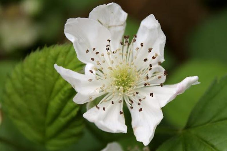 Peut inclure: Une fleur de m&ucirc;rier blanche unique avec cinq p&eacute;tales d&eacute;licats et l&eacute;g&egrave;rement froiss&eacute;s. Le centre pr&eacute;sente un groupe d'&eacute;tamines vert p&acirc;le surmont&eacute;es d'anth&egrave;res brun fonc&eacute;, entour&eacute; de feuilles vertes vibrantes et dentel&eacute;es en arri&egrave;re-plan.